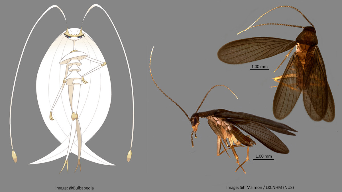 新加坡昆蟲學家以究極異獸寶可夢「費洛美螂」來為最新發現的蟑螂品種命名 - 電腦王阿達