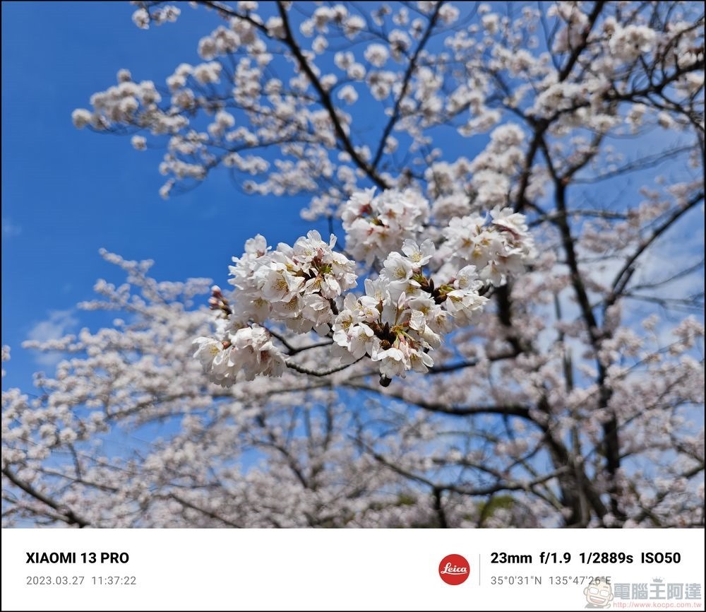 Xiaomi 13 Pro 櫻花拍攝樣張 - 09