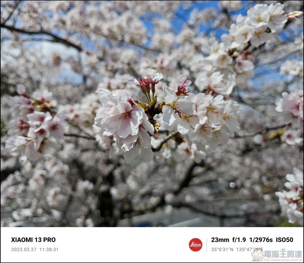 Xiaomi 13 Pro 櫻花拍攝樣張 - 10