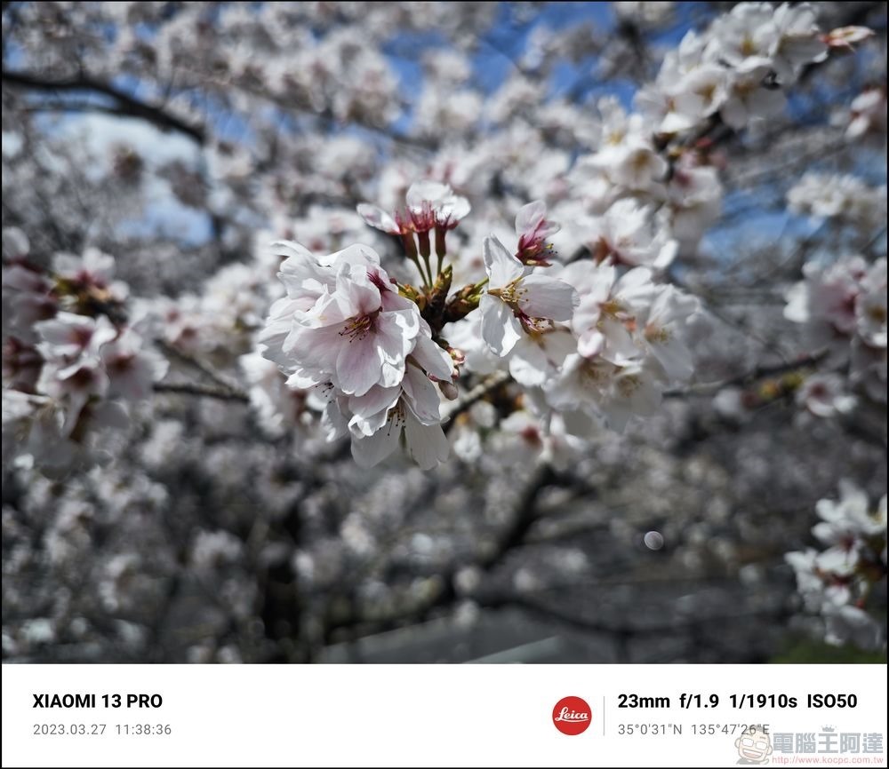 Xiaomi 13 Pro 櫻花拍攝樣張 - 12