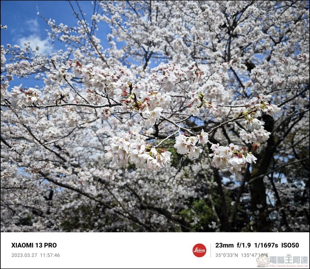 Xiaomi 13 Pro 櫻花拍攝樣張 - 14