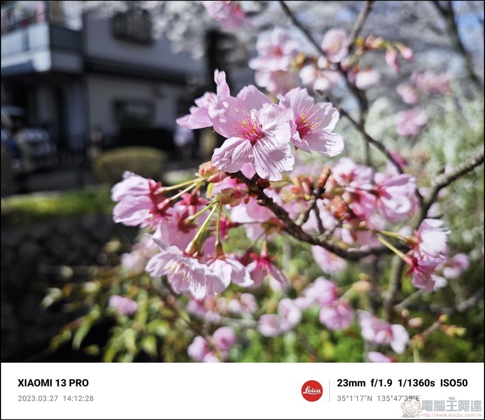 Xiaomi 13 Pro 櫻花拍攝樣張 - 22