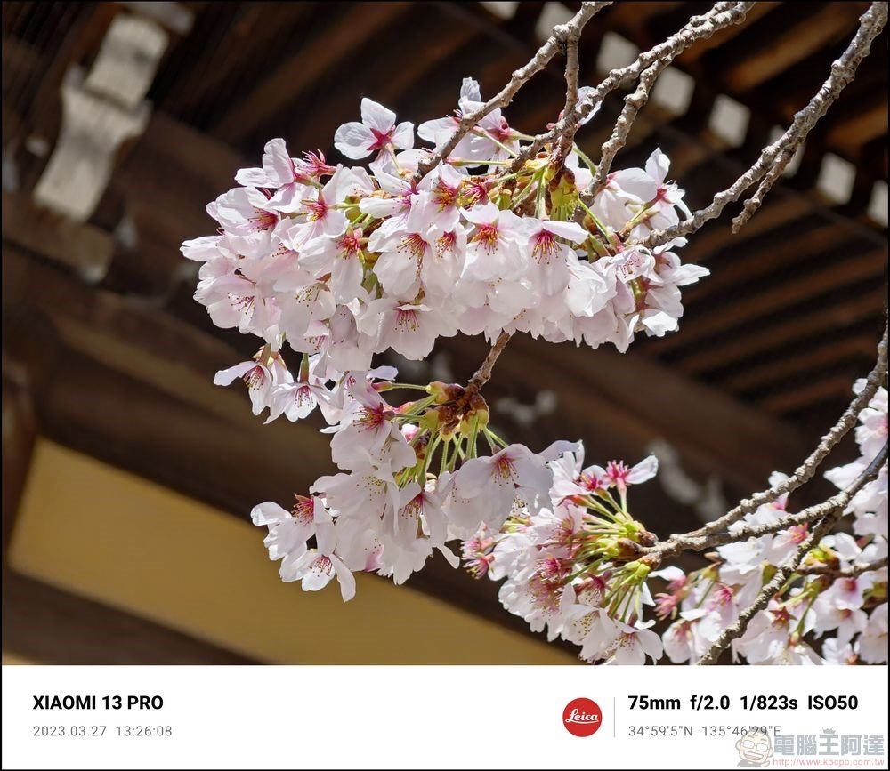 Xiaomi 13 Pro 櫻花拍攝樣張 - 36