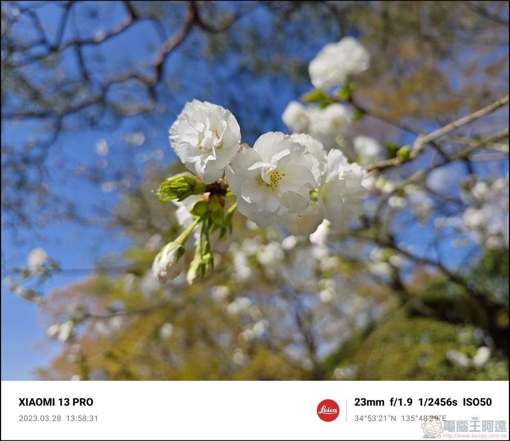 Xiaomi 13 Pro 櫻花拍攝樣張 - 47