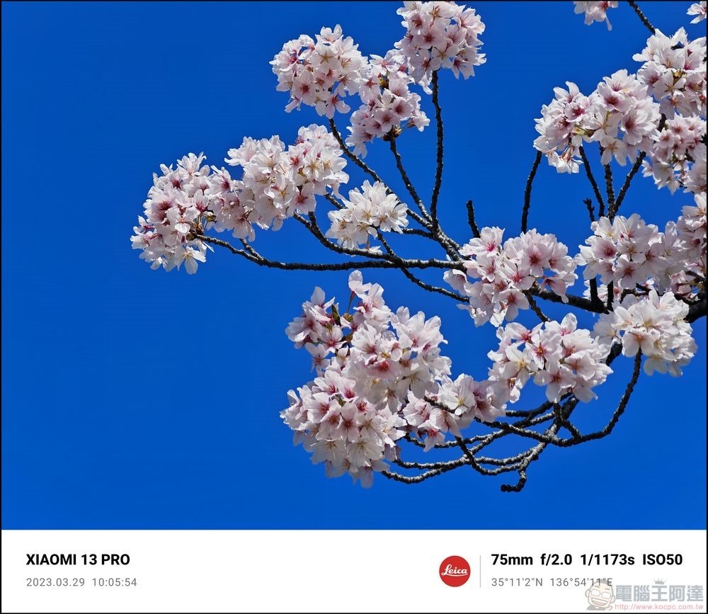 Xiaomi 13 Pro 櫻花拍攝樣張 - 50