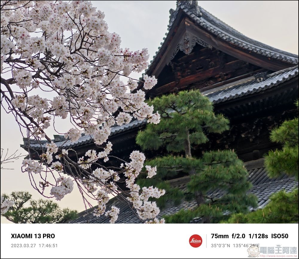 Xiaomi 13 Pro 櫻花拍攝樣張 - 70