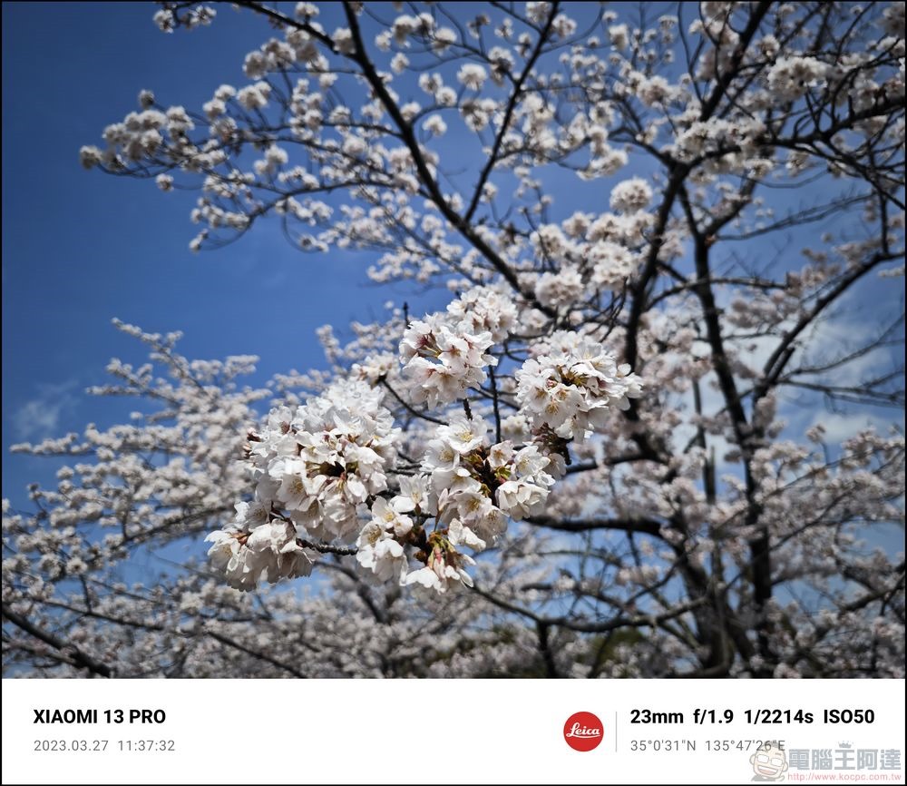 Xiaomi 13 Pro 櫻花拍攝樣張 - 11