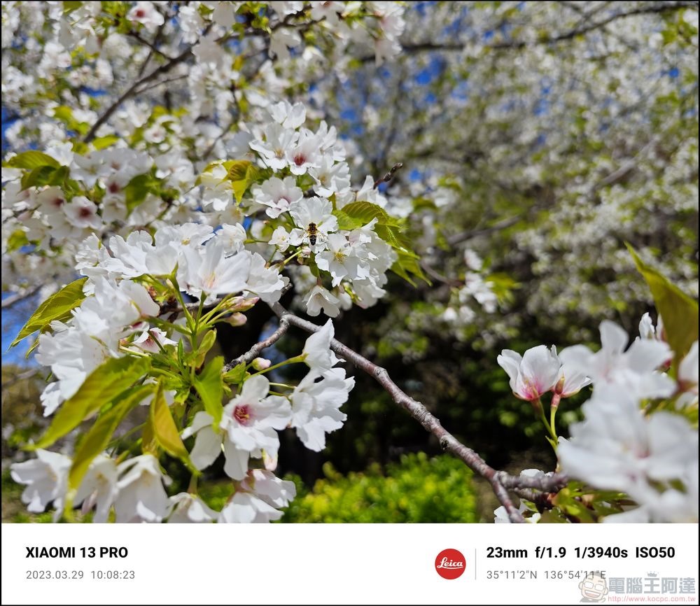 Xiaomi 13 Pro 櫻花拍攝樣張 - 51