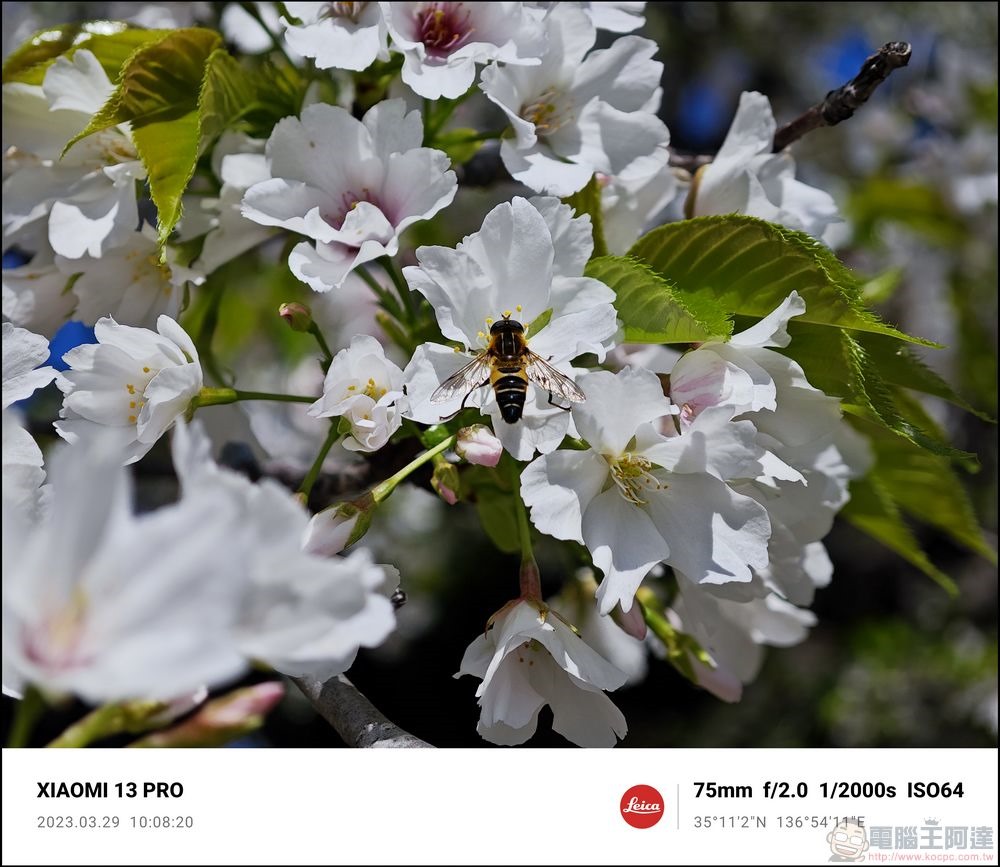 Xiaomi 13 Pro 櫻花拍攝樣張 - 52