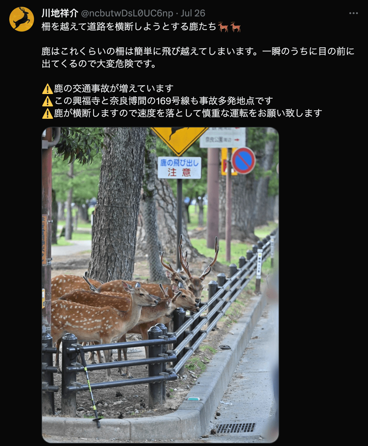 近期日本雨季頻發奈良的鹿躲雨可愛模樣引起討論！ - 電腦王阿達