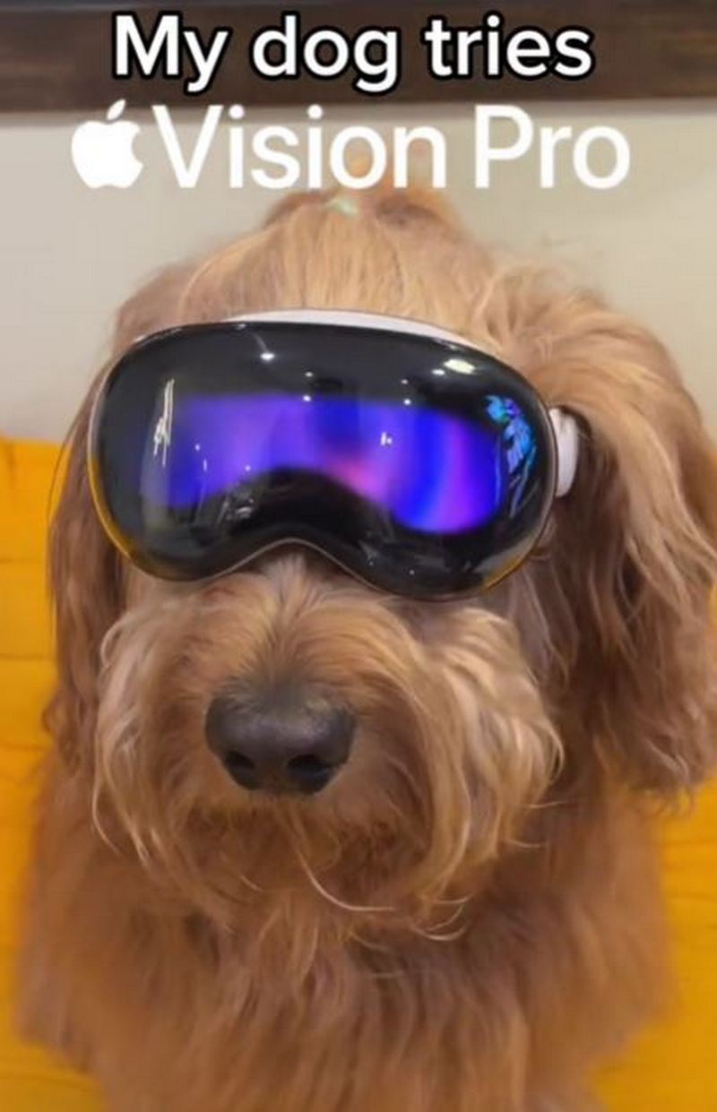 狗狗也能玩 Apple Vision Pro ？國外網友使用 Vision Pro 進行虛擬遛狗 - 電腦王阿達